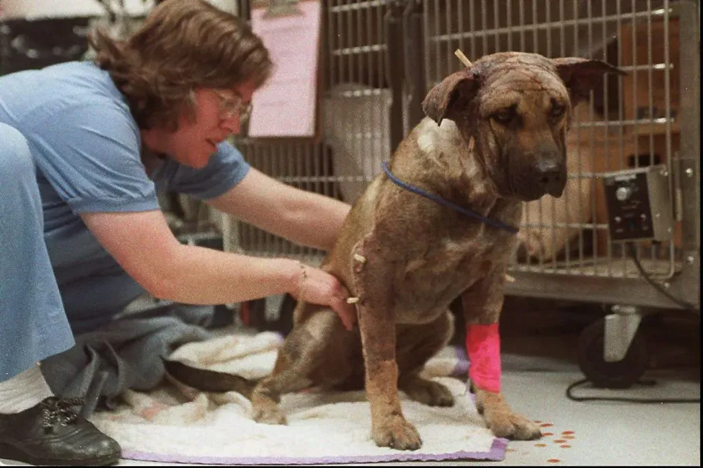 A German Shepherd, which San Francisco Animal Care and Control suspect was used as bait in pit bull fights, is assisted in lying down by Debbie Utter, veterinary technician.