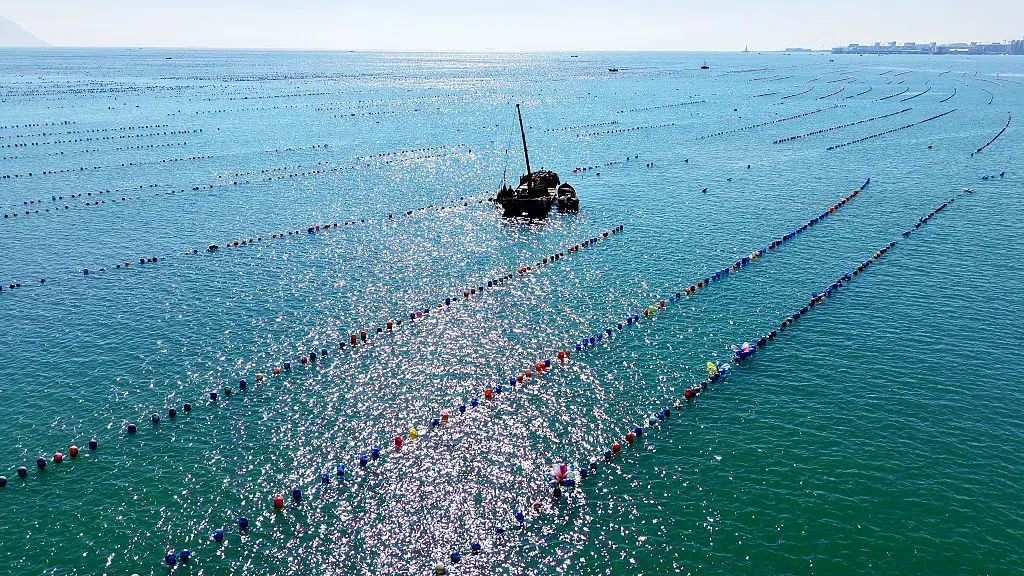 Farmers harvest oysters in the balcony sea area of Qingdao West Coast New Area, Shandong, China, on October 14, 2025.