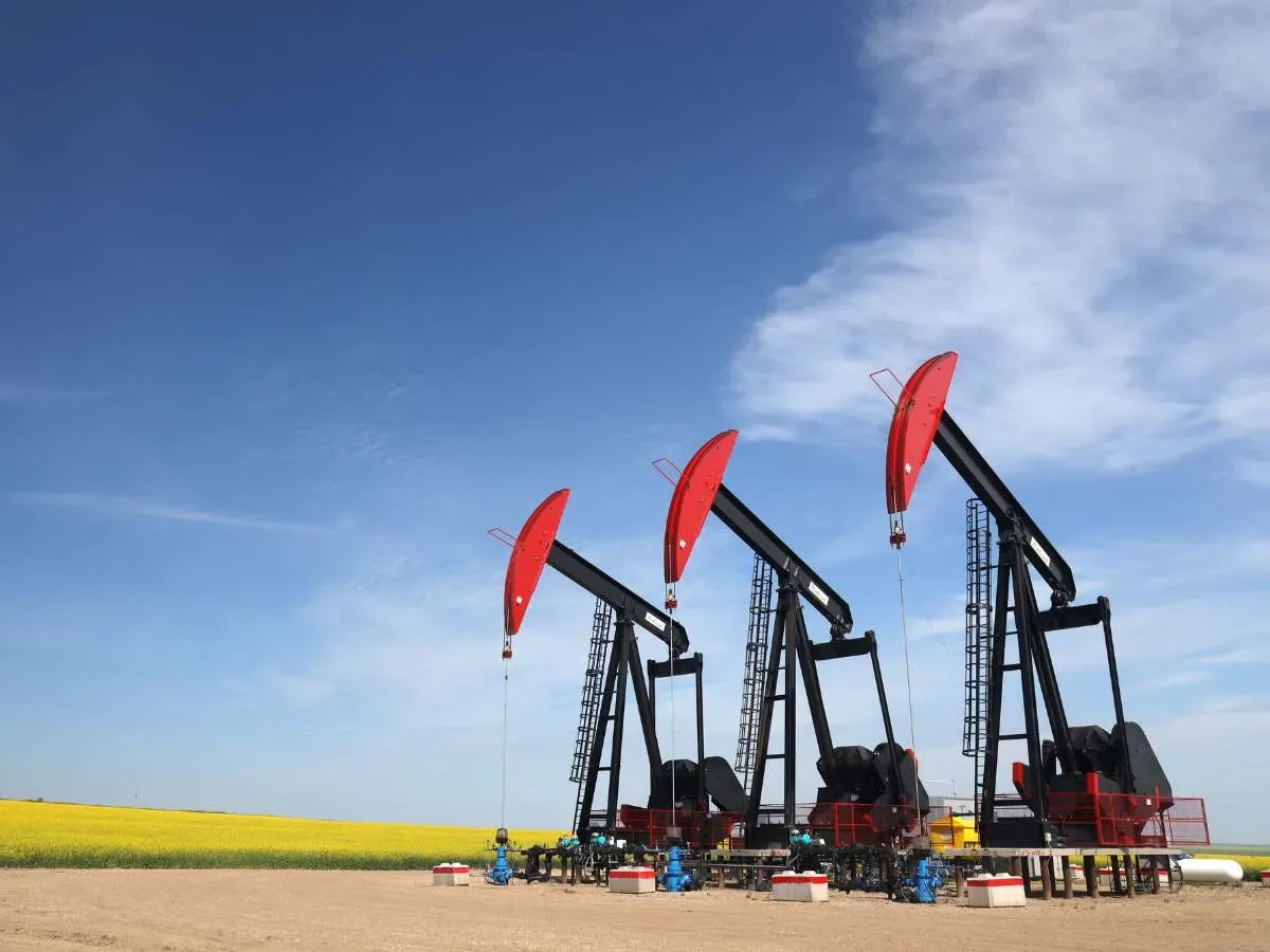 Three pumpjacks in Alberta in a bright yellow canola field.