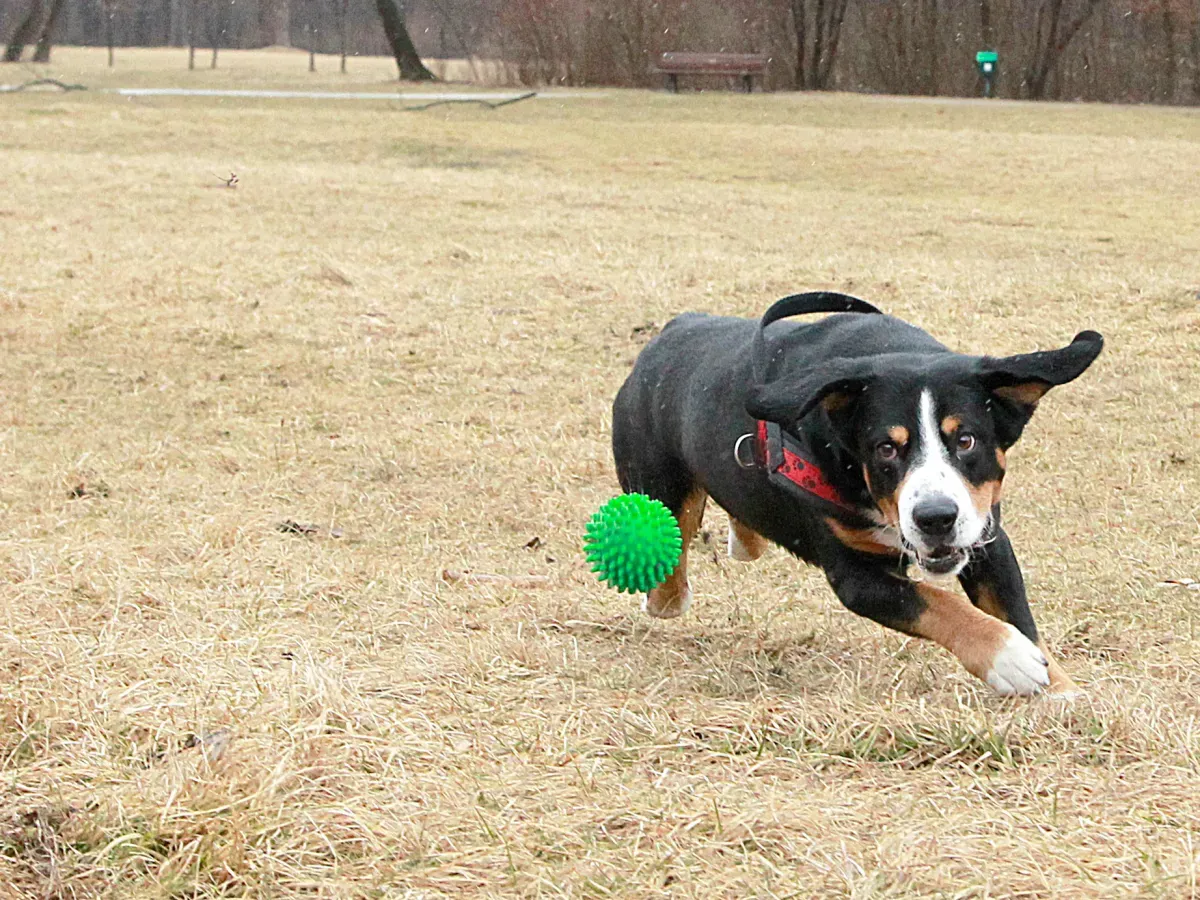 An Entlebucher Sennenhund is catching ball. (Photo by Agency-Animal-Picture/Getty Images)