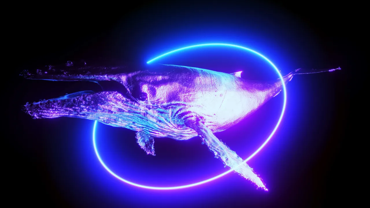 Whale, illustration - stock illustration