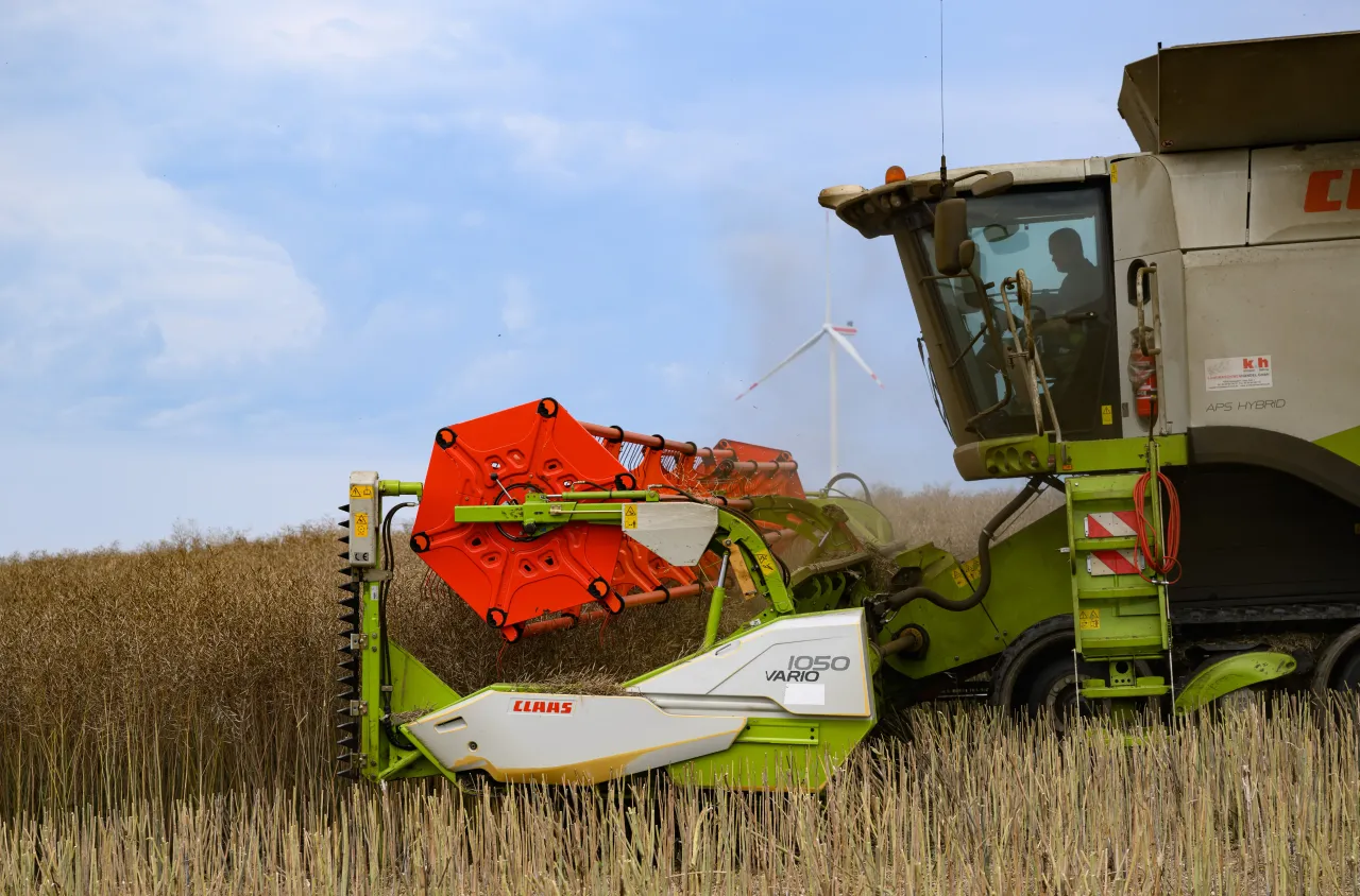 A farmer harvests rapeseed with a combine harvester. (Photo by Patrick Pleul/picture alliance via Getty Images)