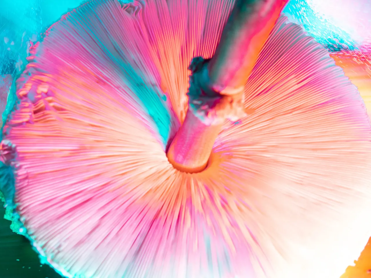  Creative image of an Hallucinogenic mushroom. (Representative image courtesy of Aitor Diago via Getty Images)