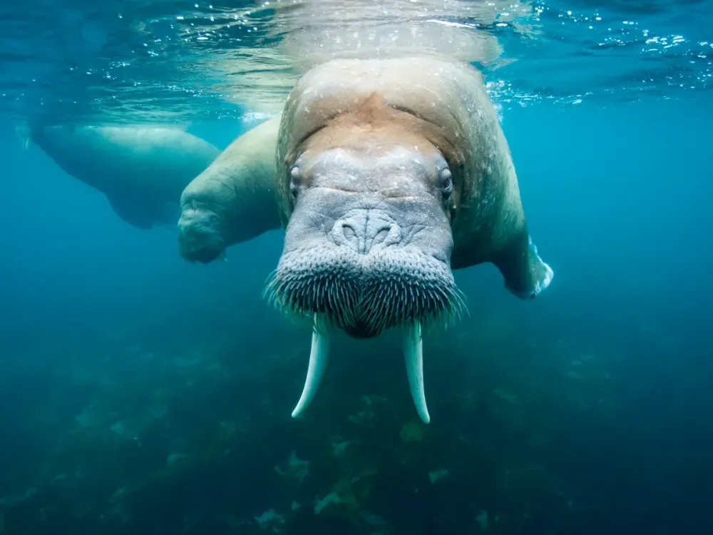 Representative image of a walrus swimming underwater. (Photo by Paul Souders/Getty Images)