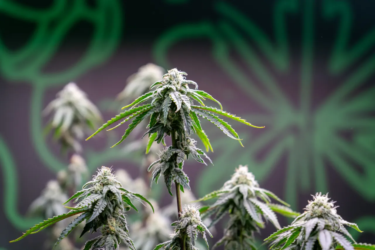 A close view of a cannabis bud at the Asia International Hemp Expo 2025, held at the Queen Sirikit National Convention Center. (Photo by Nathalie Jamois/SOPA Images/LightRocket via Getty Images)